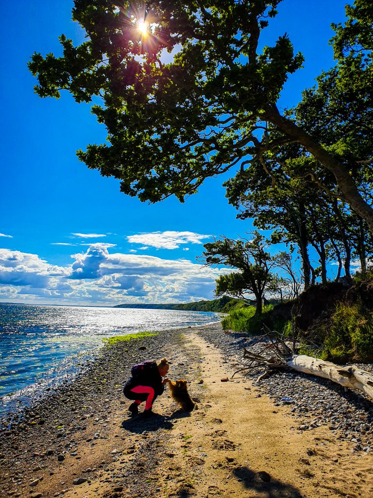 Shetland_sheepdog_hiking_beach_summer_trail