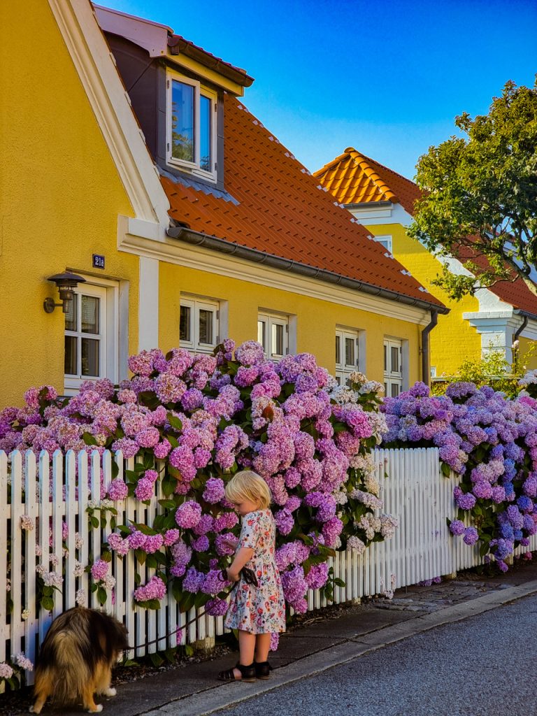 Summer_kid_dog_skagen_denmark_yellow_flowers