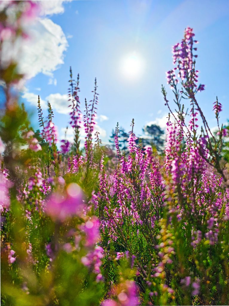 Heather_blooming_sunshine_summer_germany_photographer