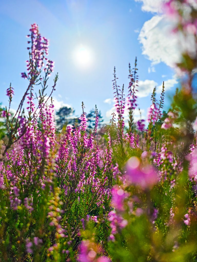 Flowers_sun_field_summer
