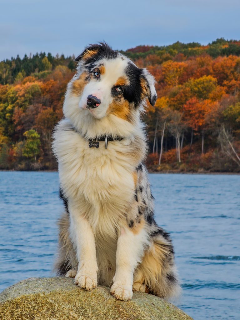 Aussie_autumn_pose_denmark_australian_shepard