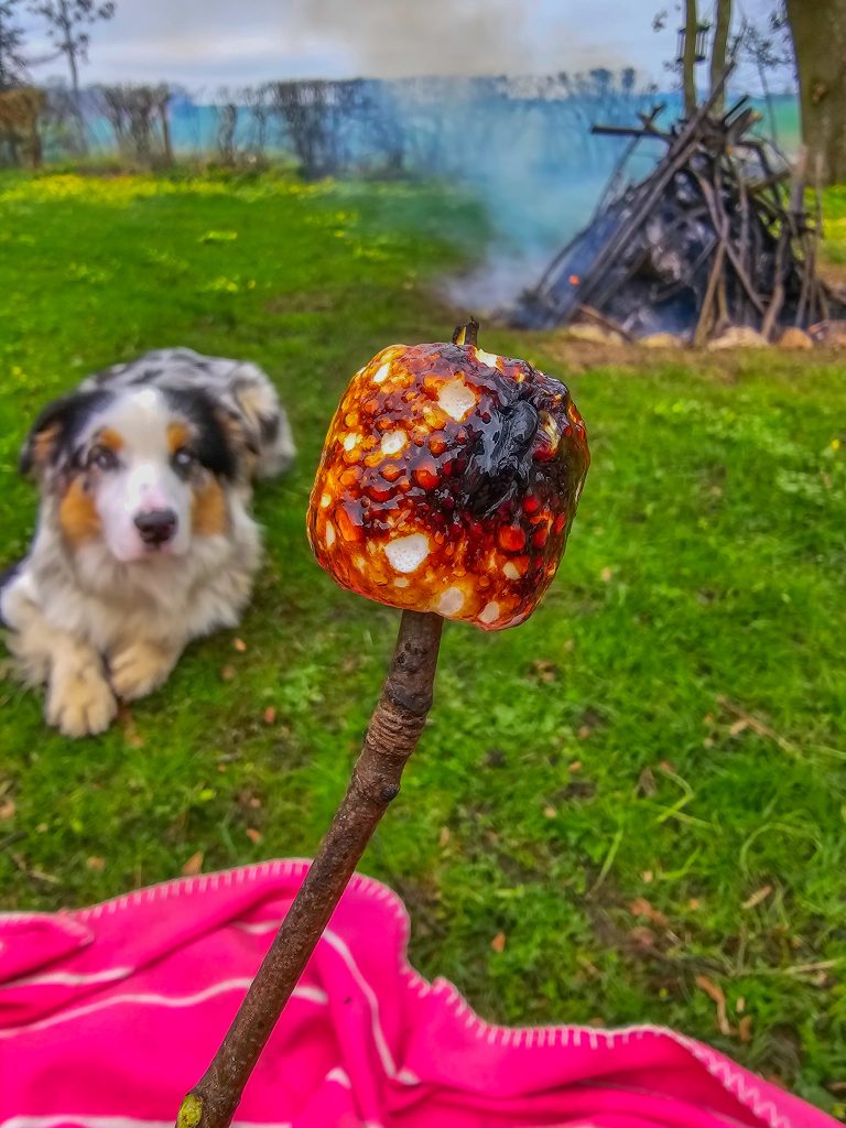 Mashmellow_fire_garden_nature_outside