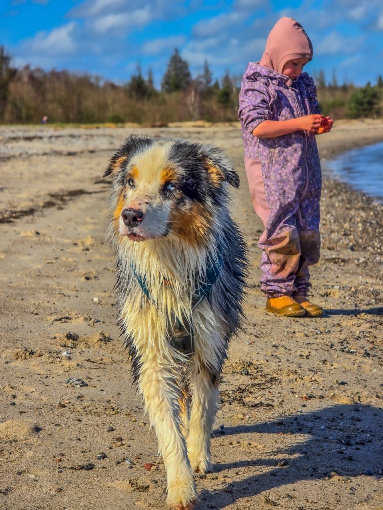 Beach_dog_aussie_kid_sdenmark_spring