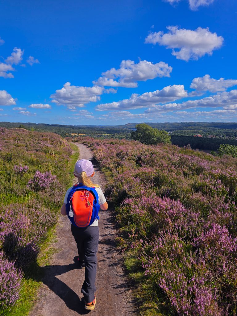Hiking with kid in blooming heather.