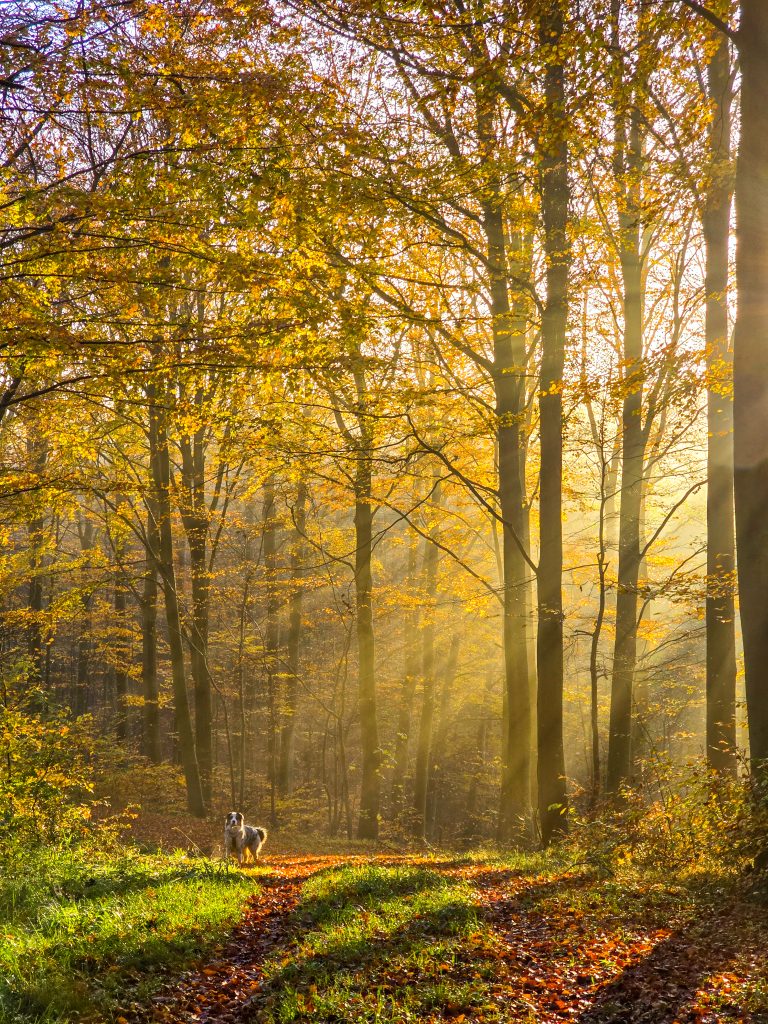 Sunrays_forest_woods_landscape_autumn