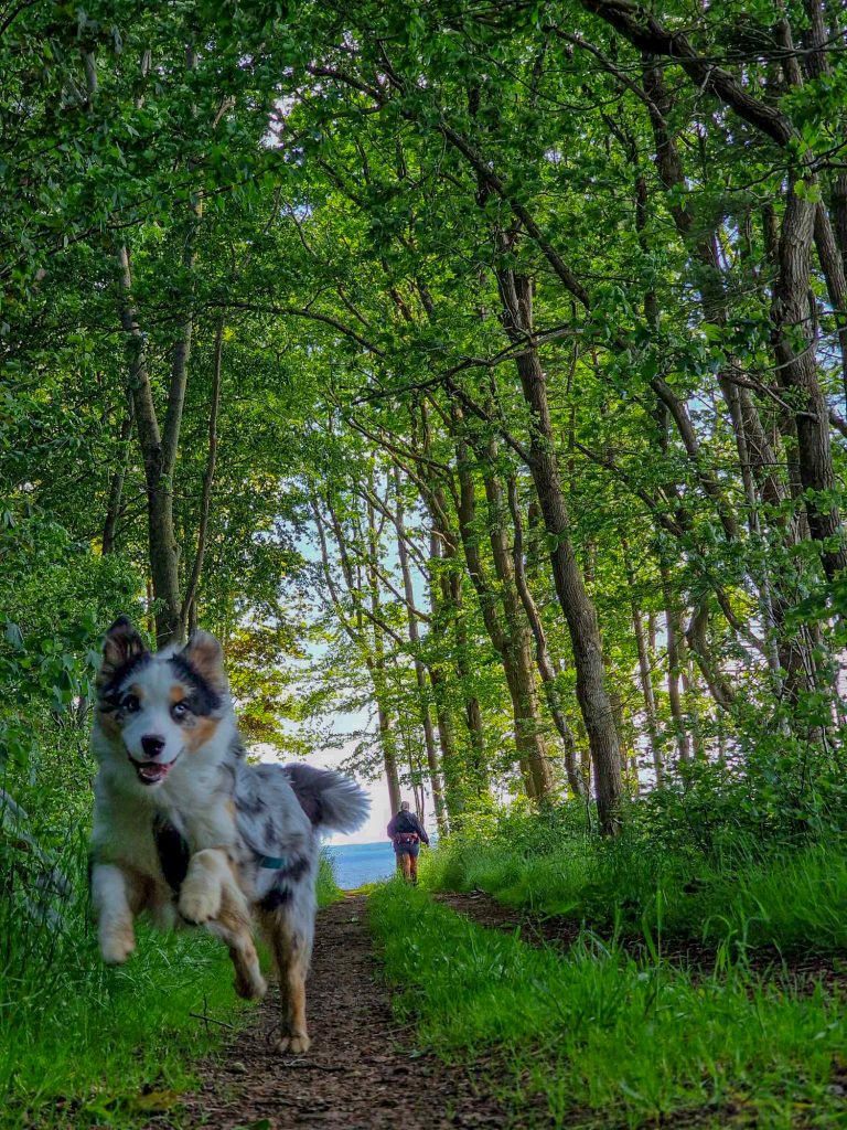 Foresy_woods_dog_hiking_aussie_wander_denmark