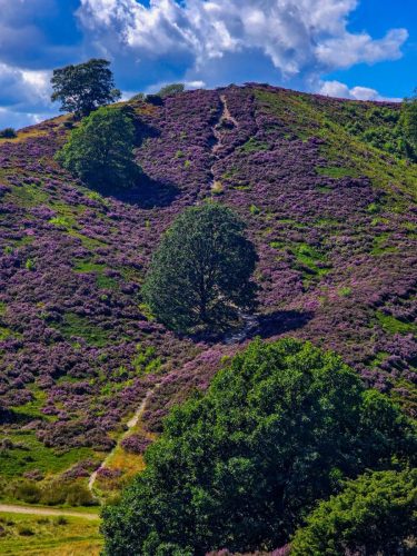 Blooming heather in Denmark