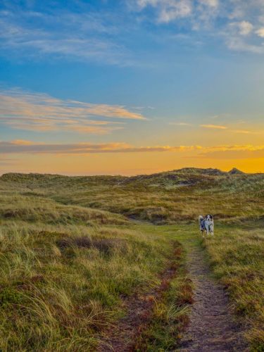 Dog in sunrise on a hike