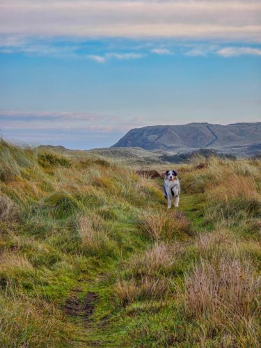 Hiking trail view with a dog