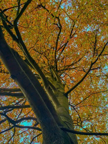 Autumn colours in a tree from the ground