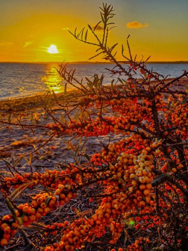 Sunset composition