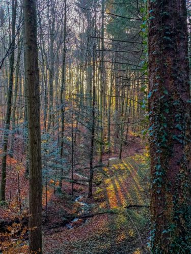 Sunrays in the forest in winter denmark