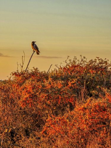 Sunset view of a crow 