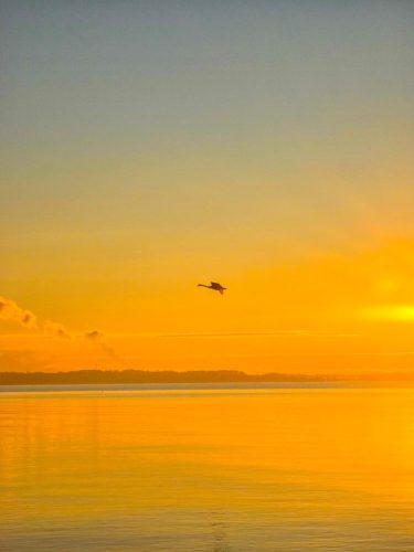 Swan sunset with ocean reflections