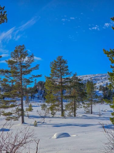 Blue sky snowy landscape of Norway