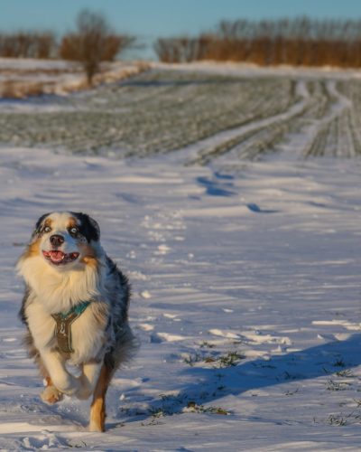 Running dog having fun