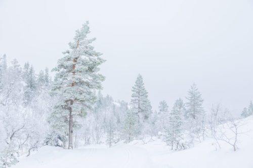 Snow landscape with trees