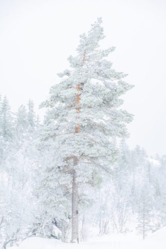 Snow and frosty tree in Norway