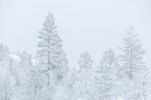 Snowy landscape 