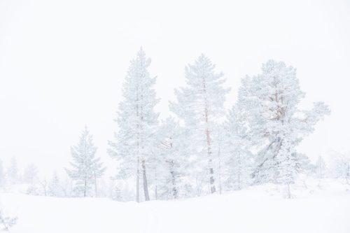 Group of beautiful snow covered tress in Norway