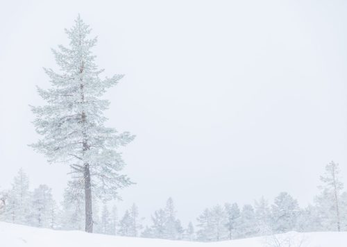 Lonely tree ind the middle of snow landscape of Norway