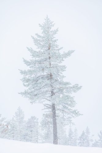 Lonely tree in snowy landscape