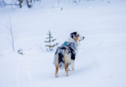 Australian shepard looking in the snow