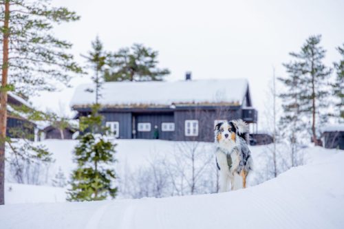 Aussie modelling with norwegian cabins in the backgorund