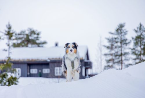 Australian shepard posing in the snow