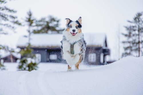 Running dog in snow with cabins in the background